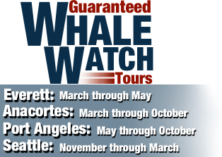Guaranteed Whale Watch Tours